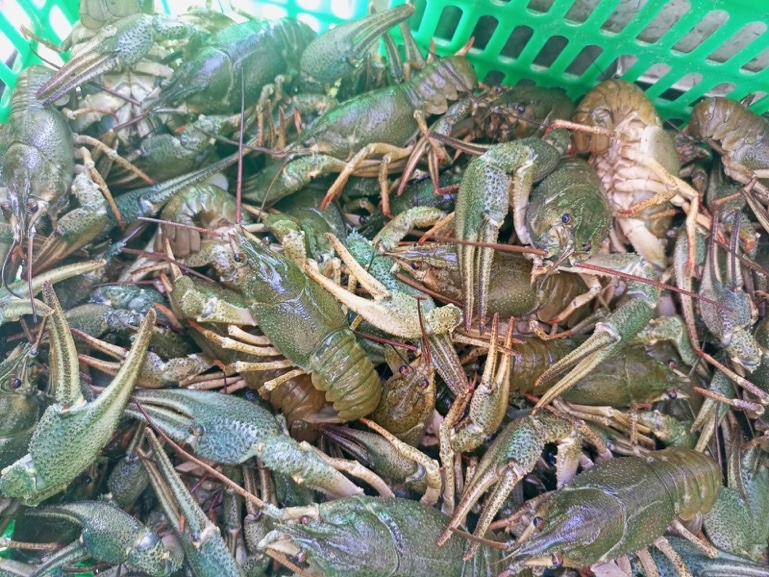 alive raw crawfish